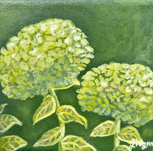 green hydrangea on green background 